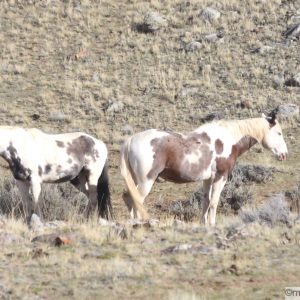 Two wild paint horses standing end to end sleeping