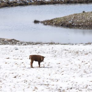 Baby Buffalo near river in winter