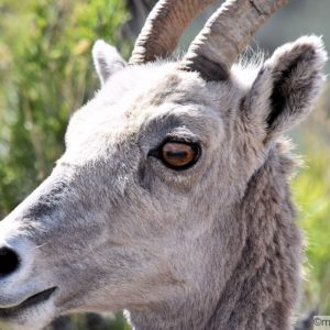 Female bighorn sheep stopped for headshot photo
