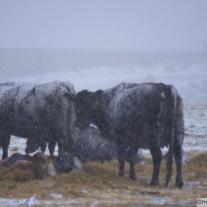 Cow's in pasture during snow storm