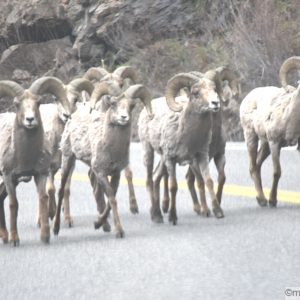 Group of bighorn sheep walking on right side of road