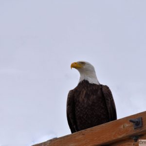 Bald eagle standing tall on utility pole seeking prey