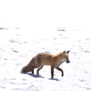 Red fox trotting through the snow