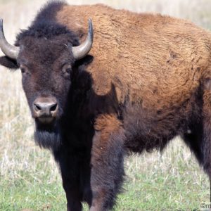 Buffalo looking my way showing off his well groomed looking beard