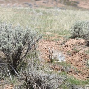 Jackrabbit attempting to hide