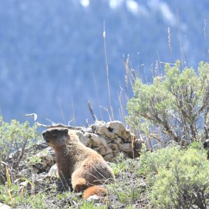Bighorn Mountain marmot basking in the sun