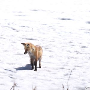 Red fox about to pounce on prey in the snow