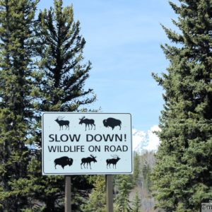 Roadside wildlife on road sign showing an elk, moose, and a buffalo