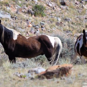 Two wild paint horses staring towards the camera
