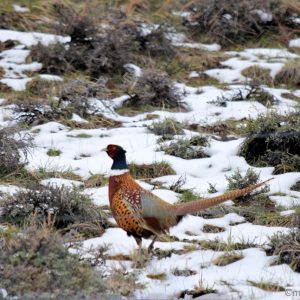 Pheasant walking in snow covered brush