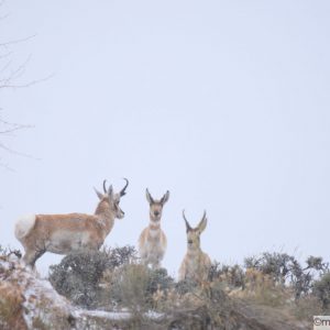 Three pronghorns on hillside facing another