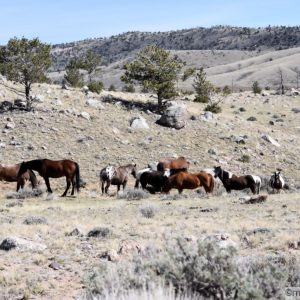 Group of wild horses on the range in Wyoming