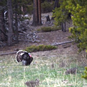 Puffy-fanned out wild turkey strutting through Bighorn National Forest